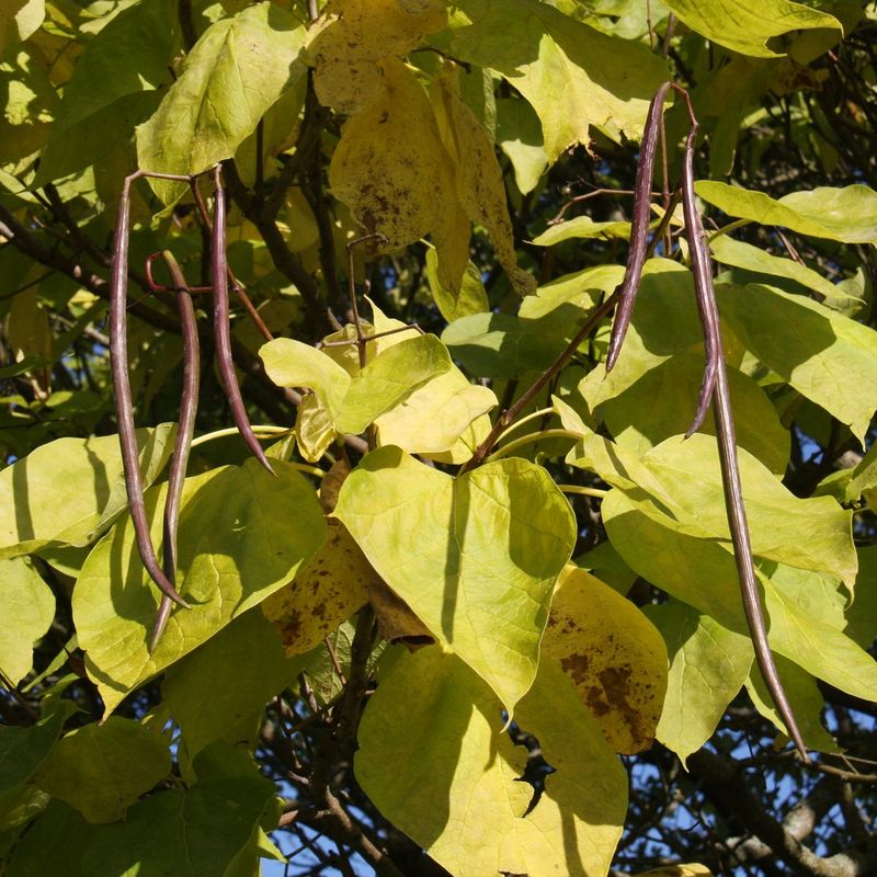 Catalpa bignonioides
