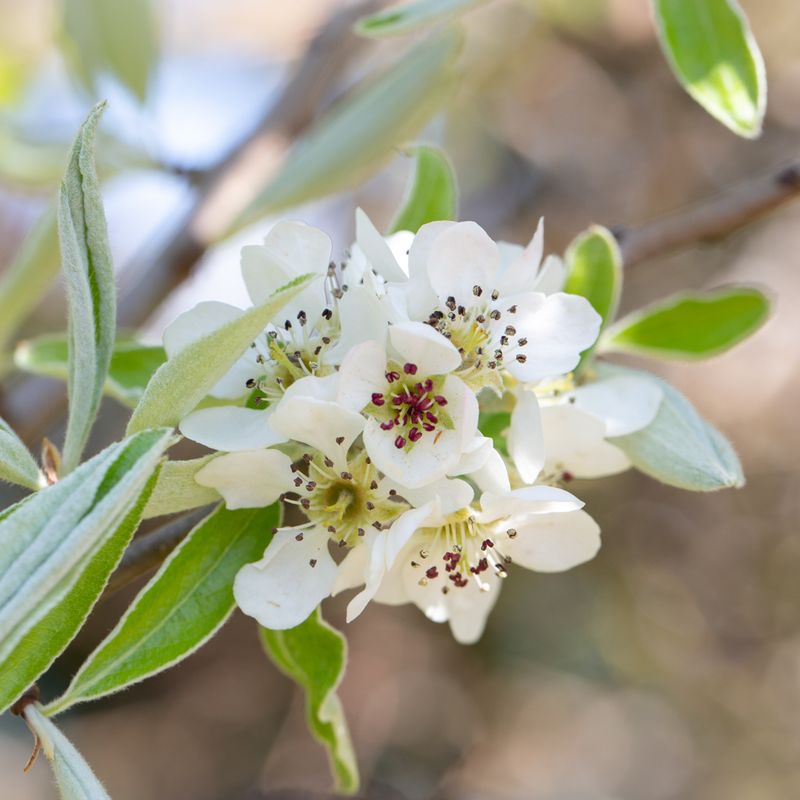 Pyrus elaeagnifolia 'Silver Sails'