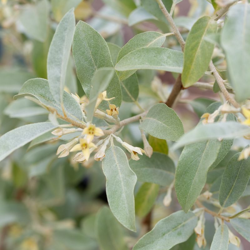 Elaeagnus commutata ‘Zempin’