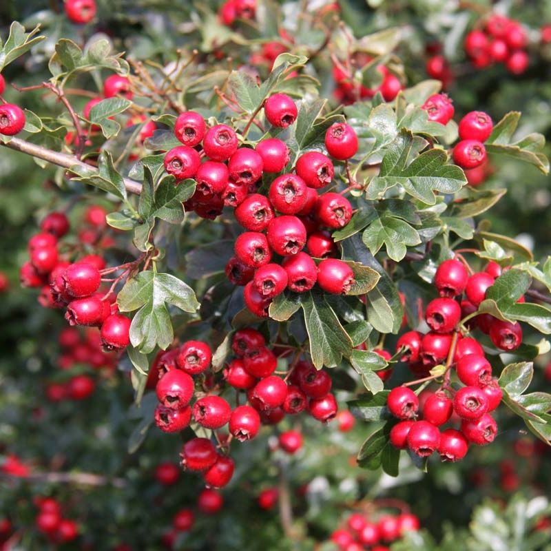Crataegus Crimson Cloud
