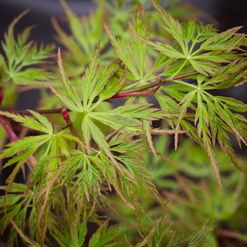 Fruit and Ornamental Trees for Sale