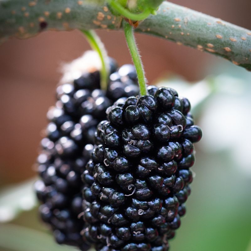 Mojo Berry®