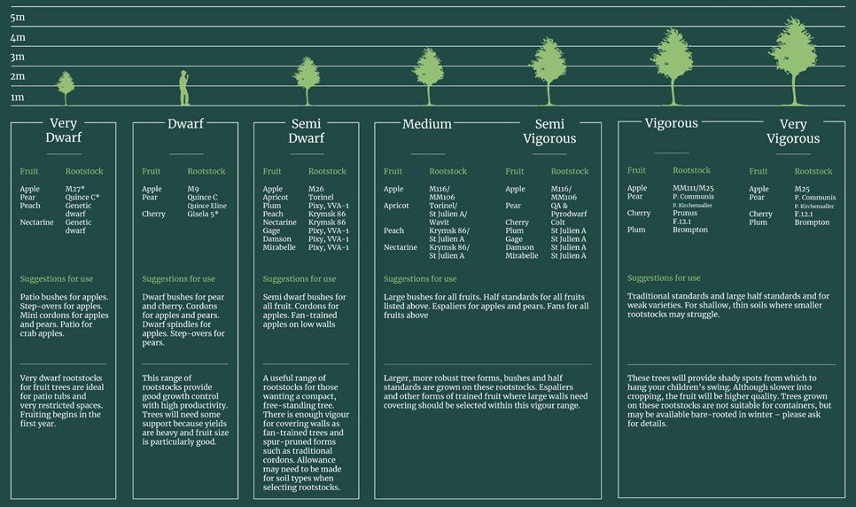 Rootstocks for Fruit