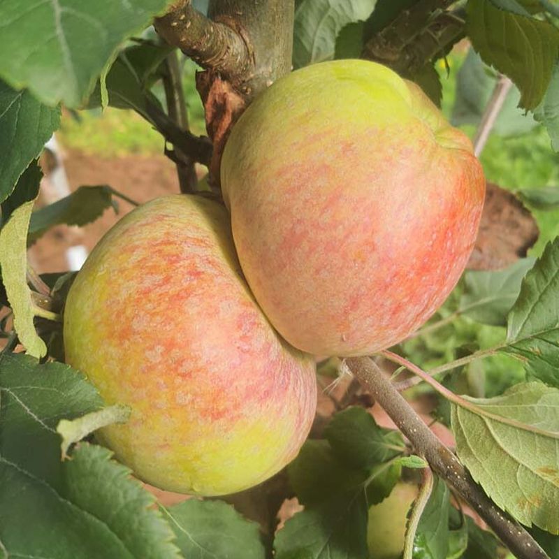 Apple Dons Delight