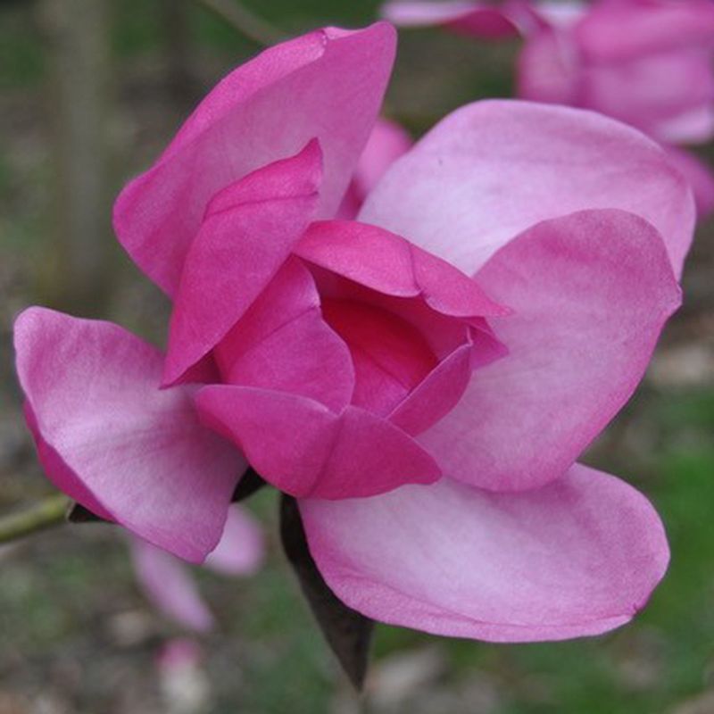 Magnolia 'Premier Cru'