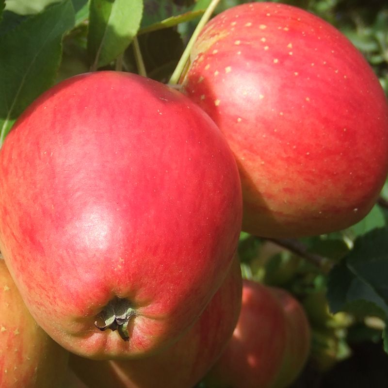 New - Apple Little Pax®