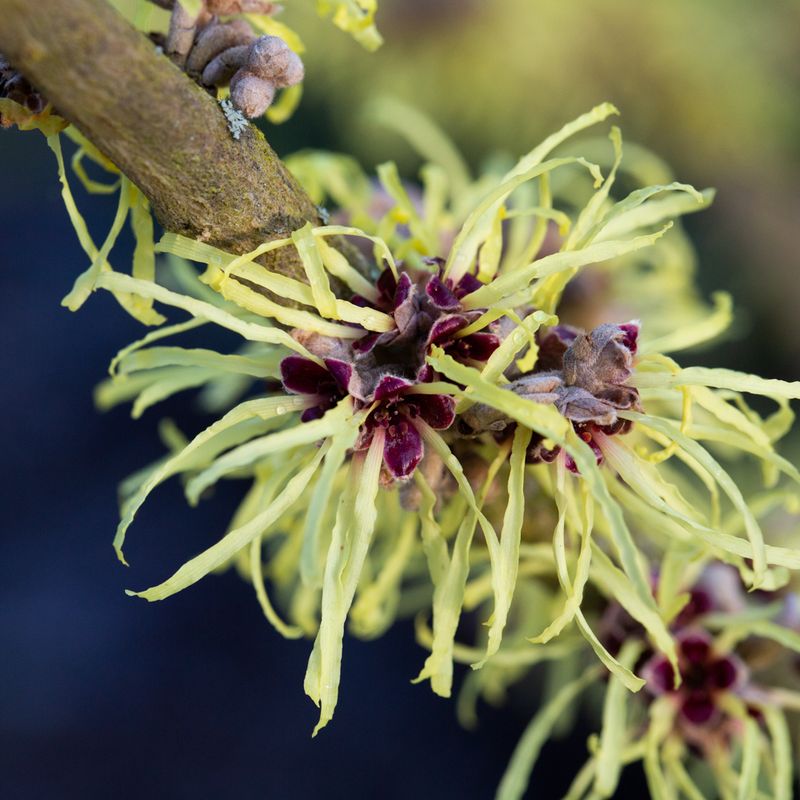 Hamamelis x intermedia 'Pallida'