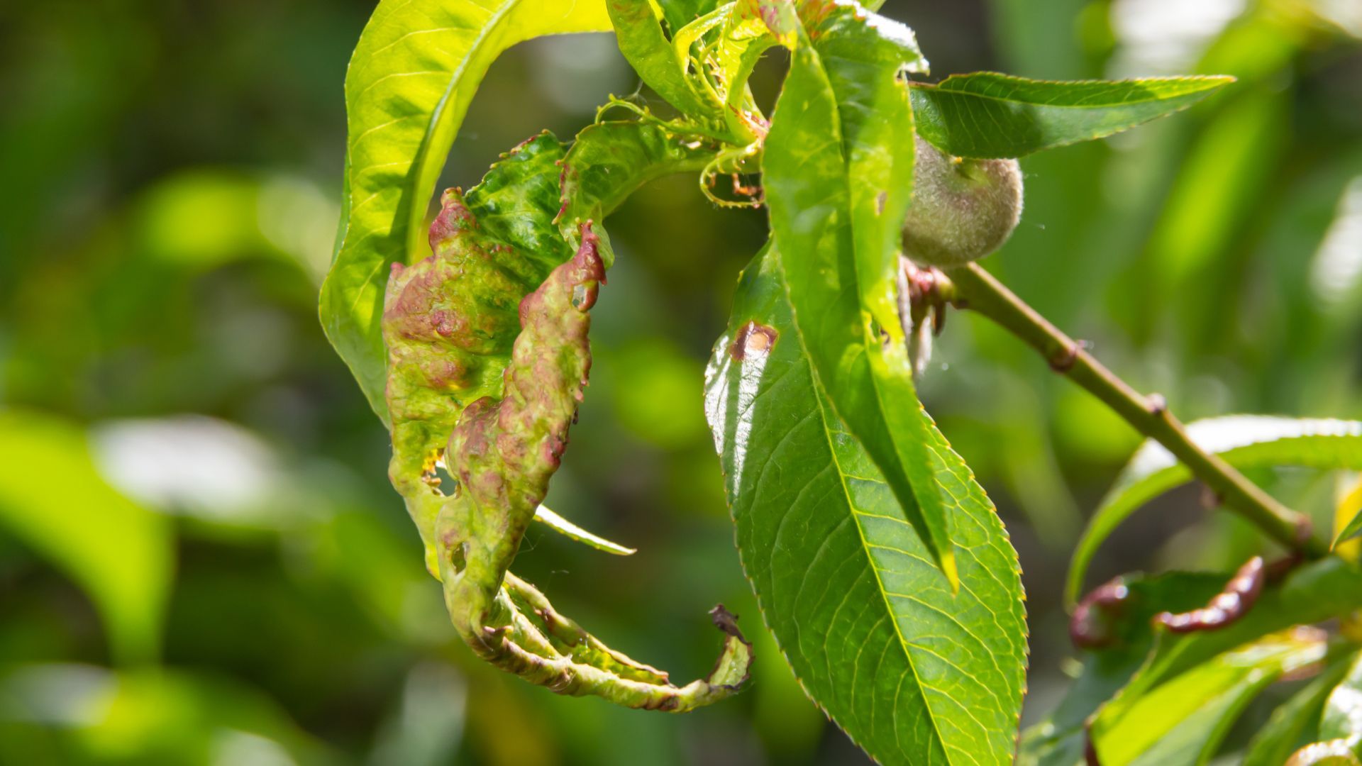 leaf curl, Disease and Pest