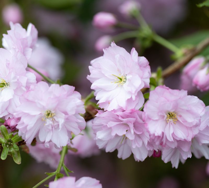 Prunus Kanzan