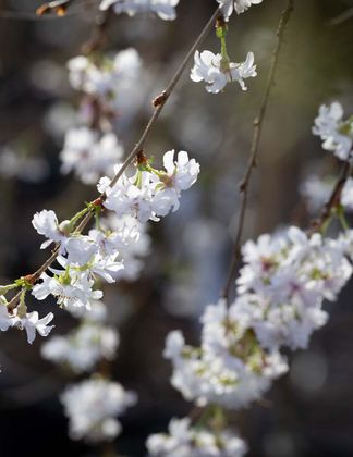 Prunus ‘Crystal Falls’®
