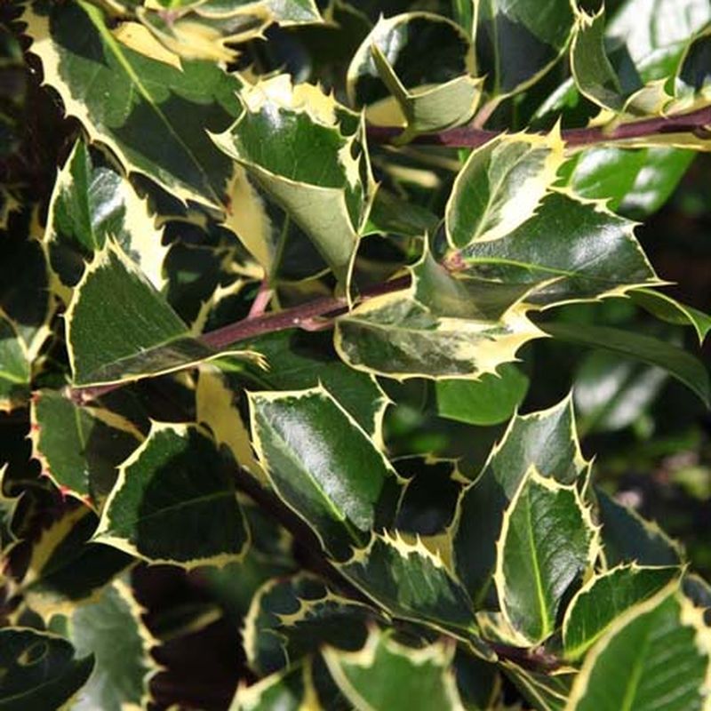Ilex aquifolium 'Aurea Marginata'