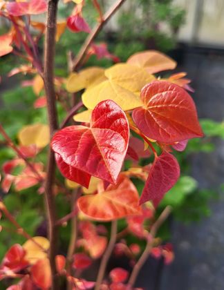 Cercis Hearts a Fire from Frank P Matthews