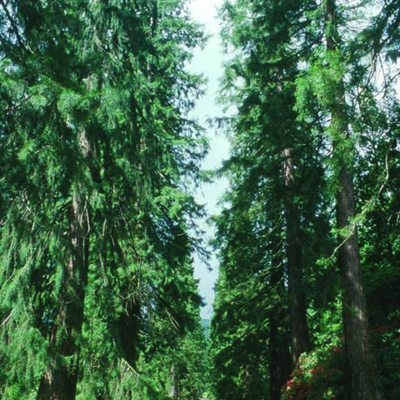 Sequoiadendron giganteum