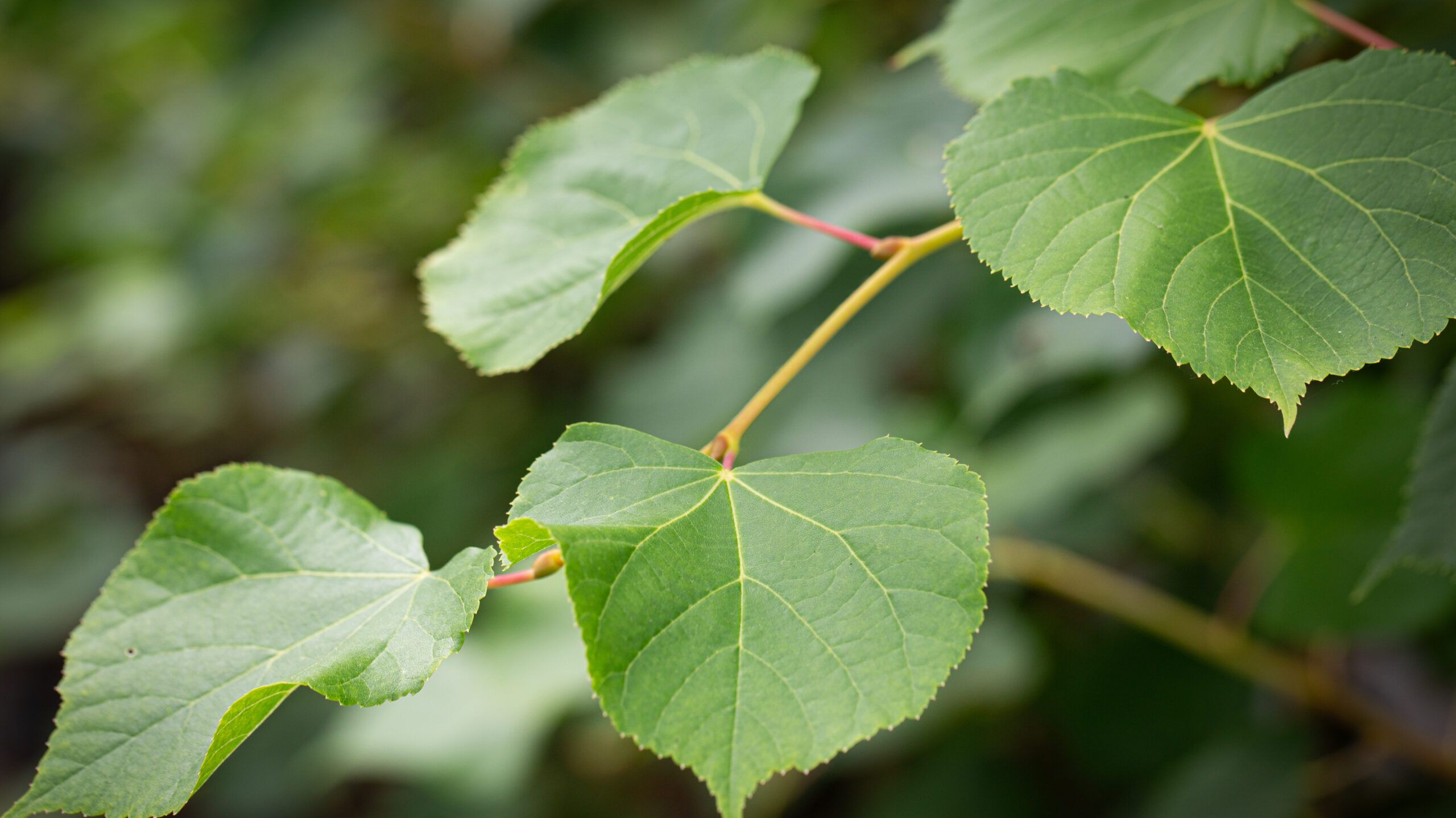 Verticillium Wilt