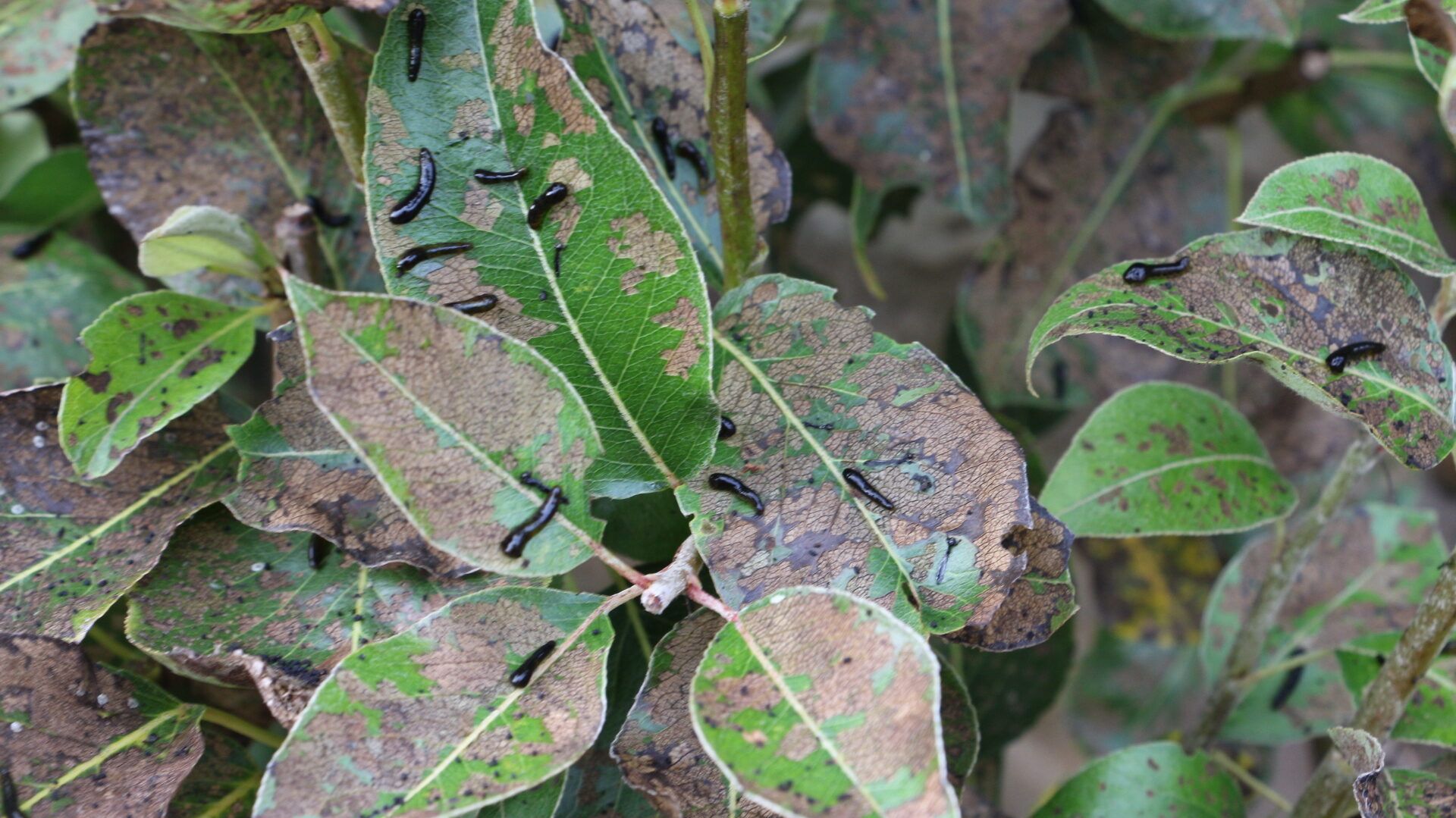 sawfly, pest