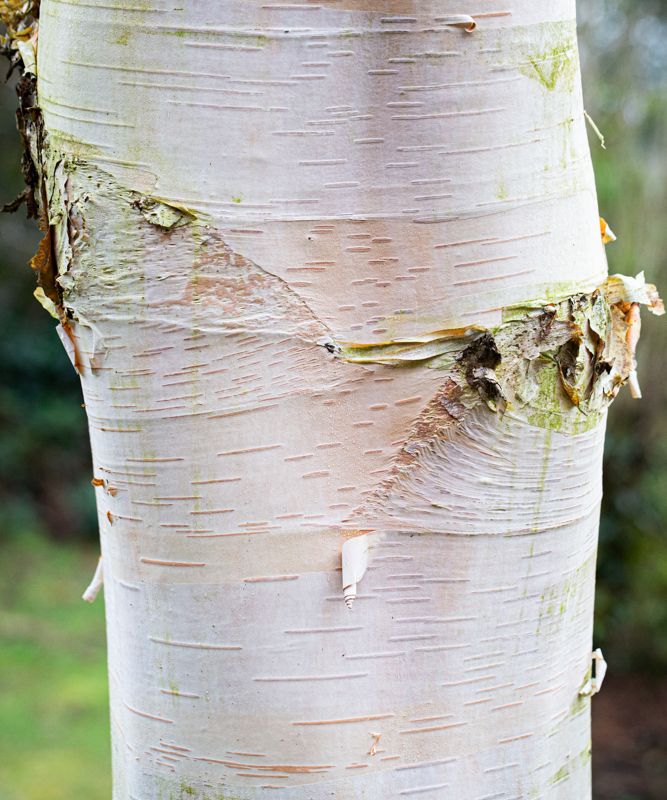 Betula ermanii 'Polar Bear'