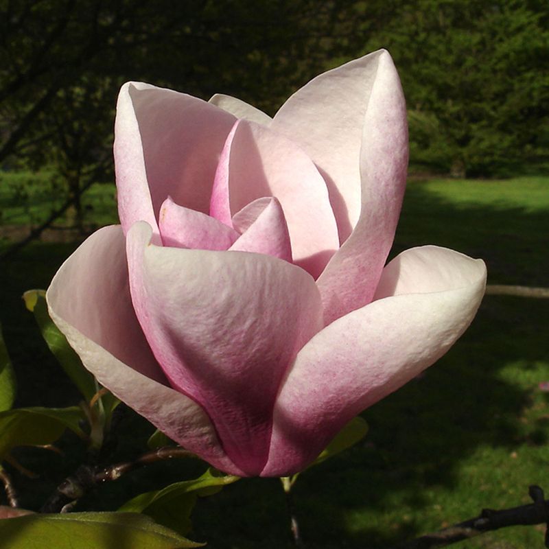 Magnolia 'Peter Smithers'