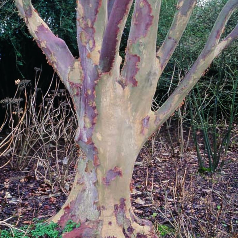 Stewartia pseudocamelia