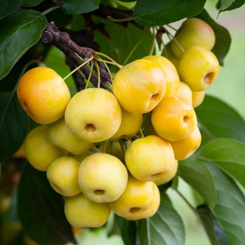 Malus 'Butterball'