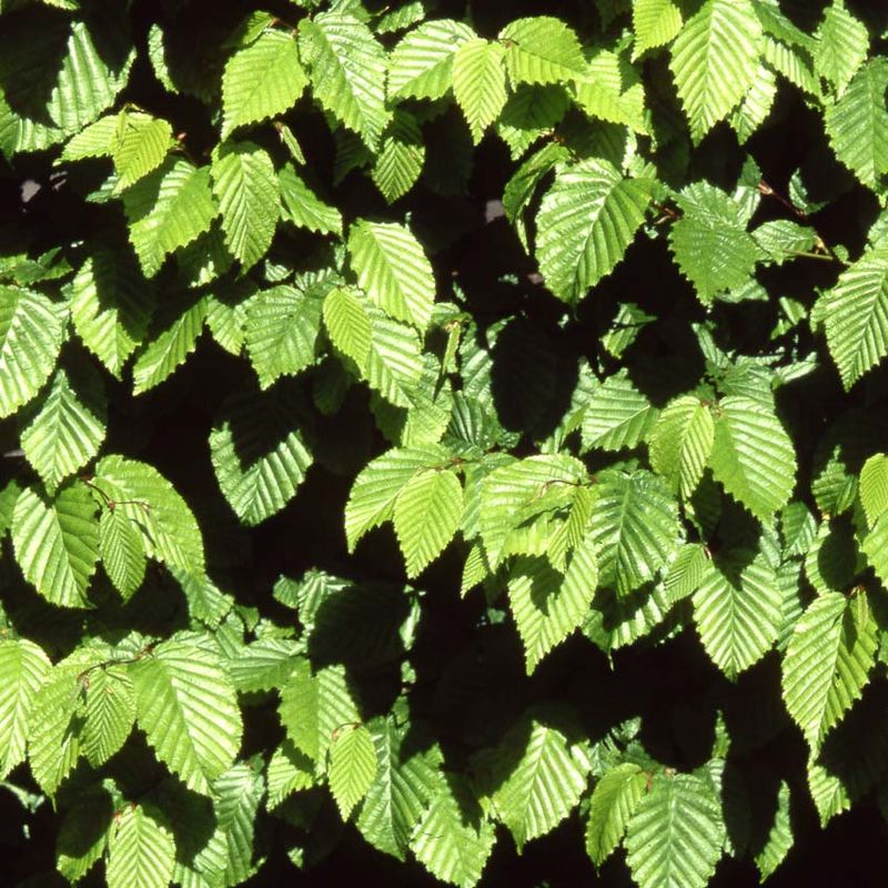 Carpinus betulus (Hedging)