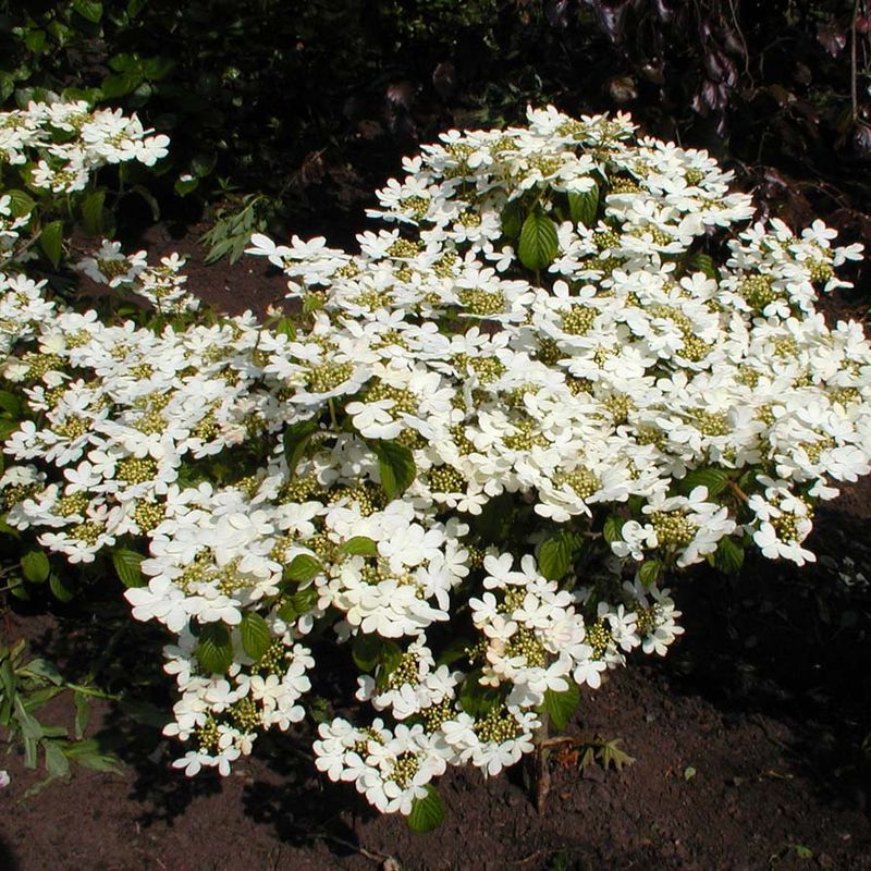 Viburnum plicatum ‘Watanabe'