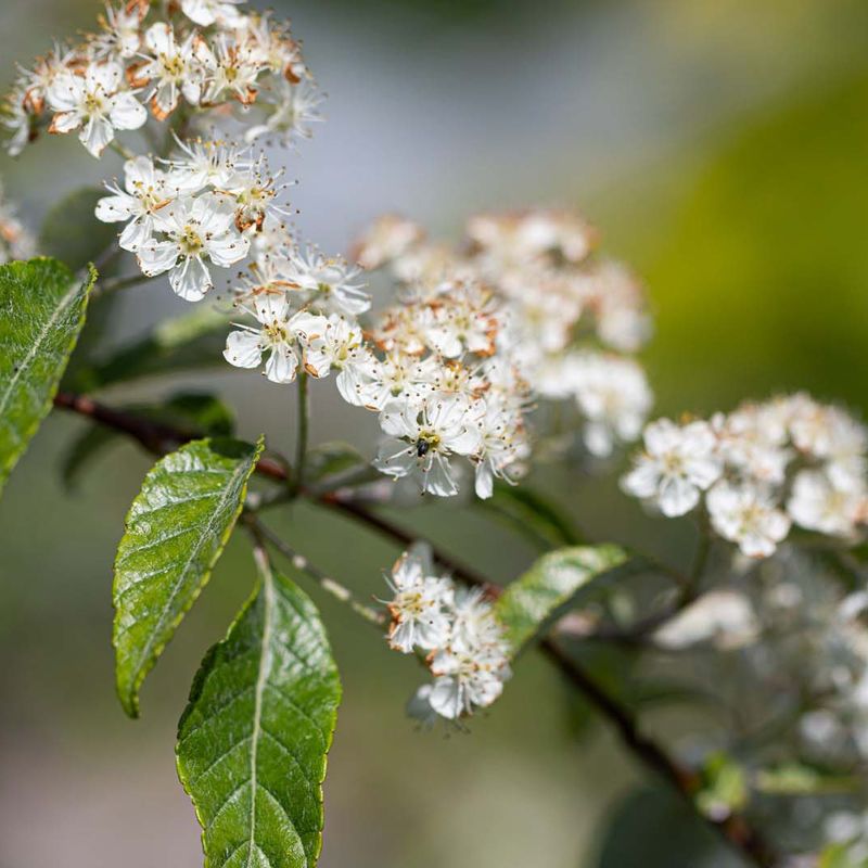 Sorbus folgneri 'Emiel'