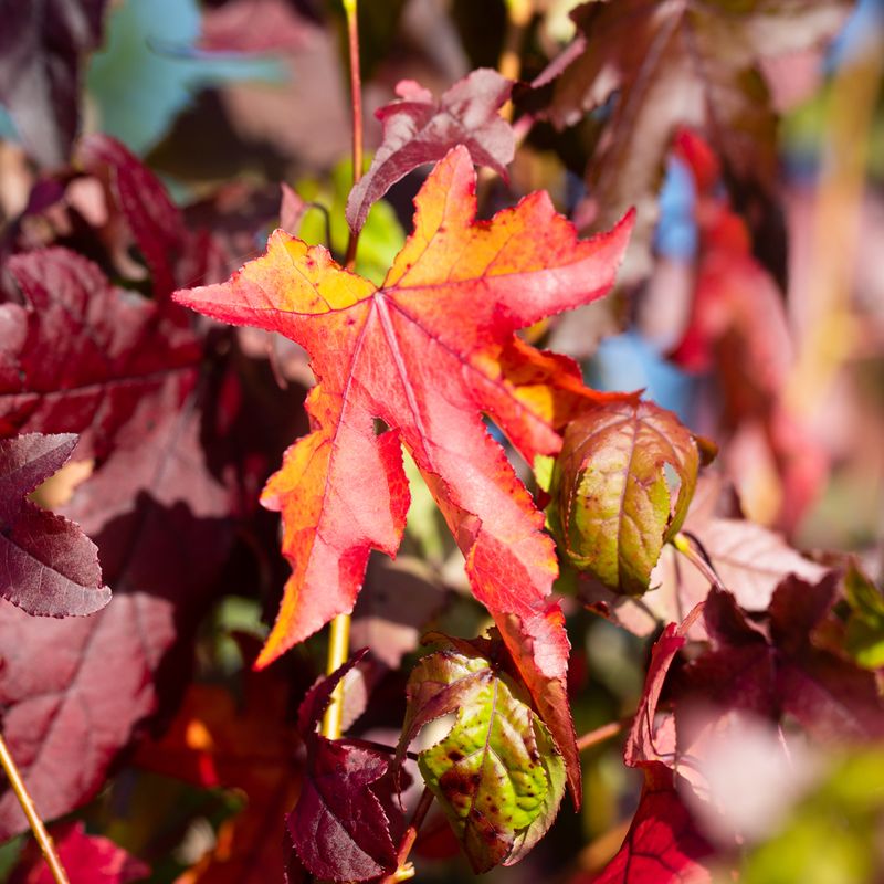 Liquidambar styraciflua
