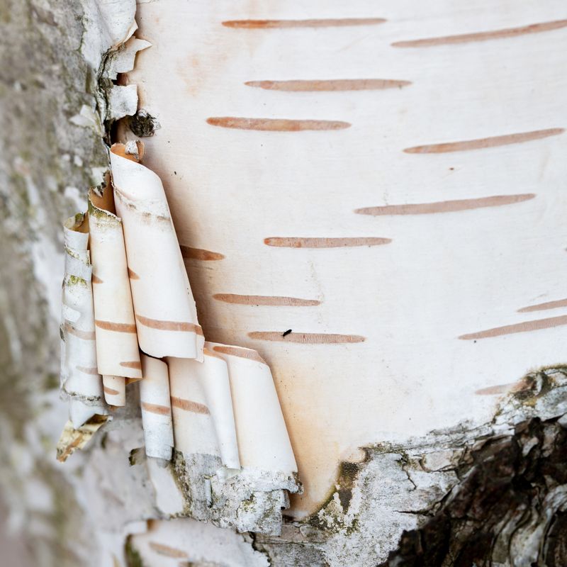 Betula utilis 'Snow Queen'