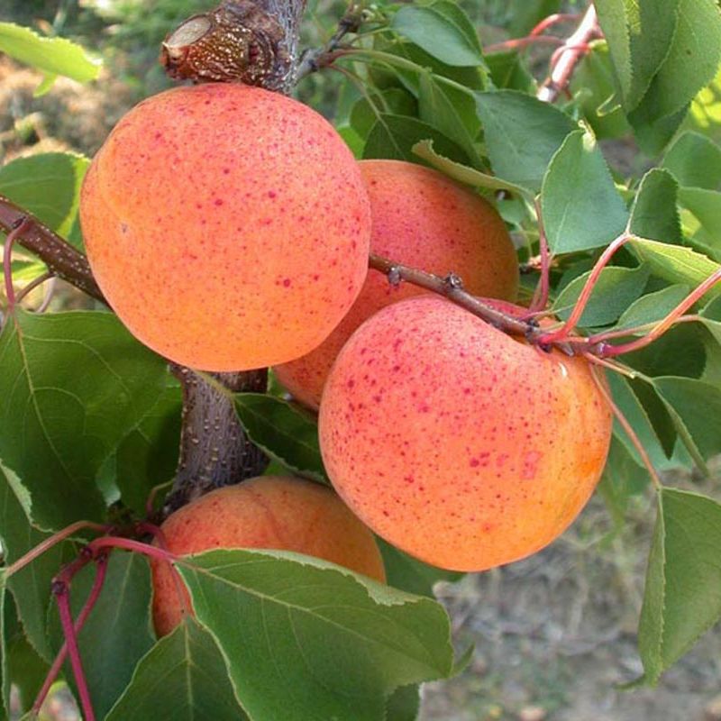 Orange Summer
