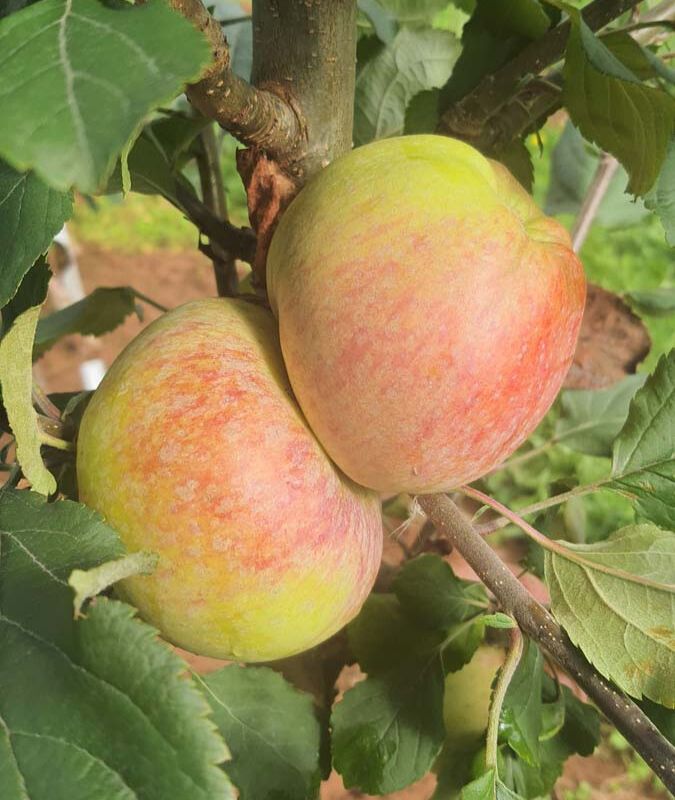 Apple Dons Delight