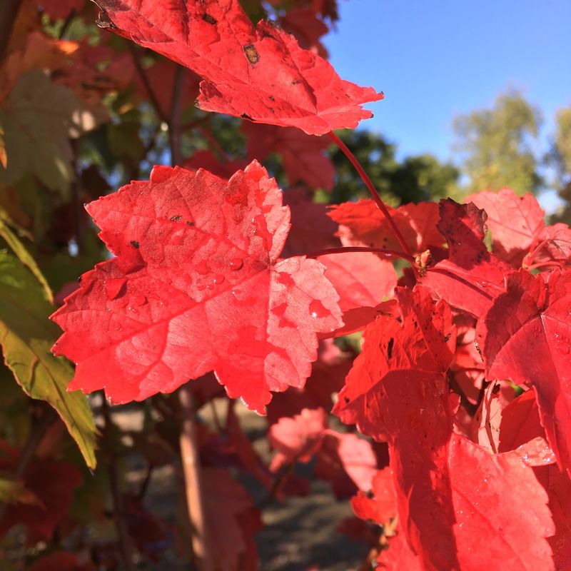 Acer rubrum 'Autumn Flame'