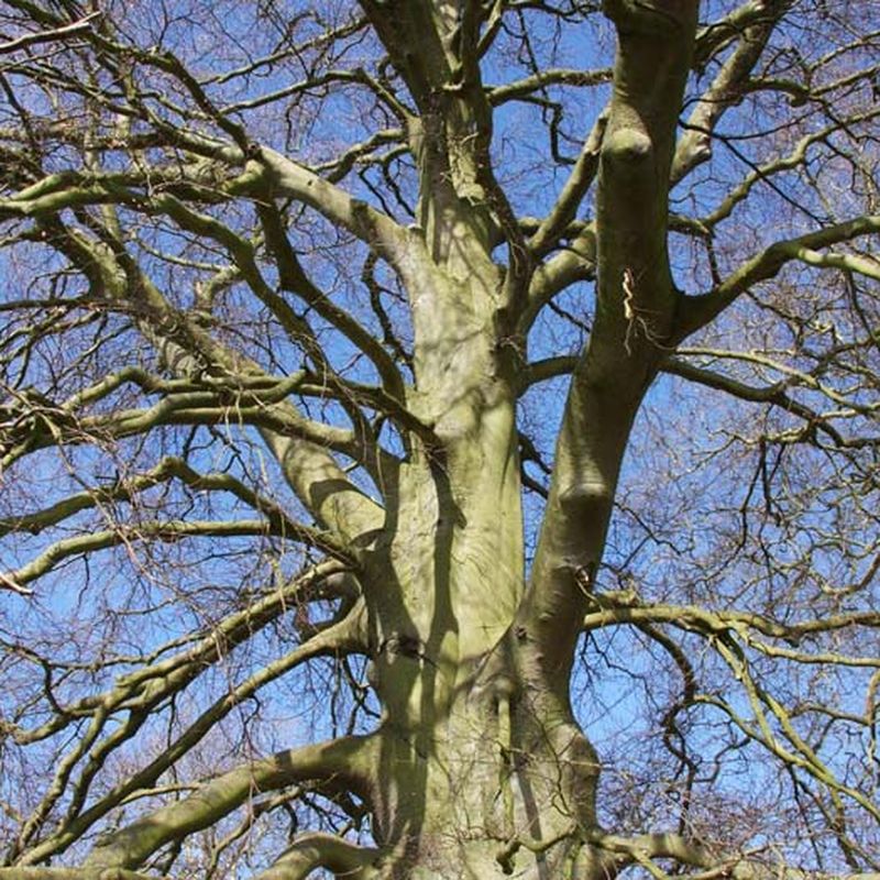 Fagus sylvatica 2