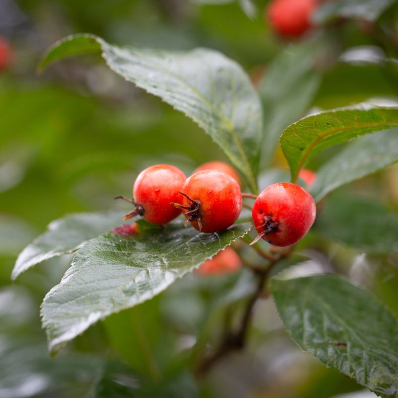 Crataegus x lavalleei 'Carrierei'