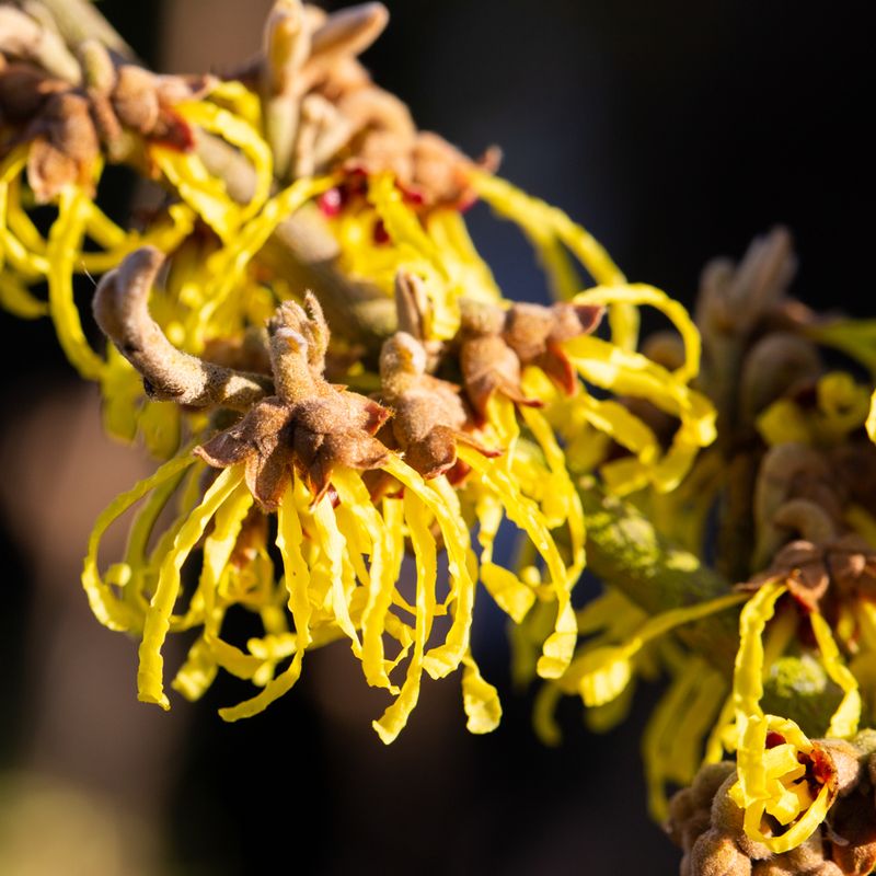 Hamamelis x intermedia 'Arnold Promise'
