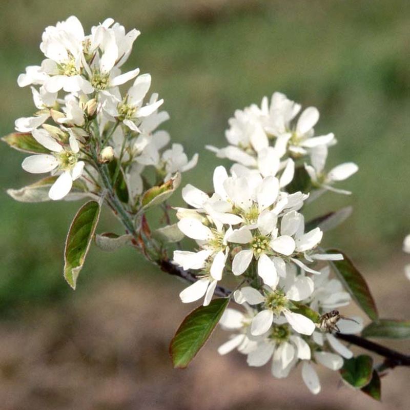 Amelanchier canadensis 'Prince William'