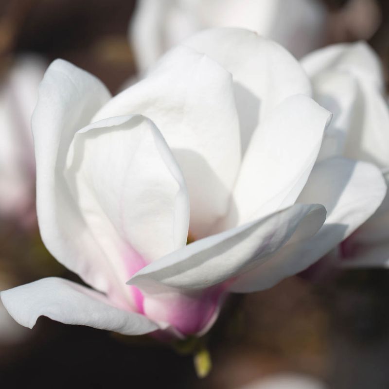 Magnolia 'Eskimo'