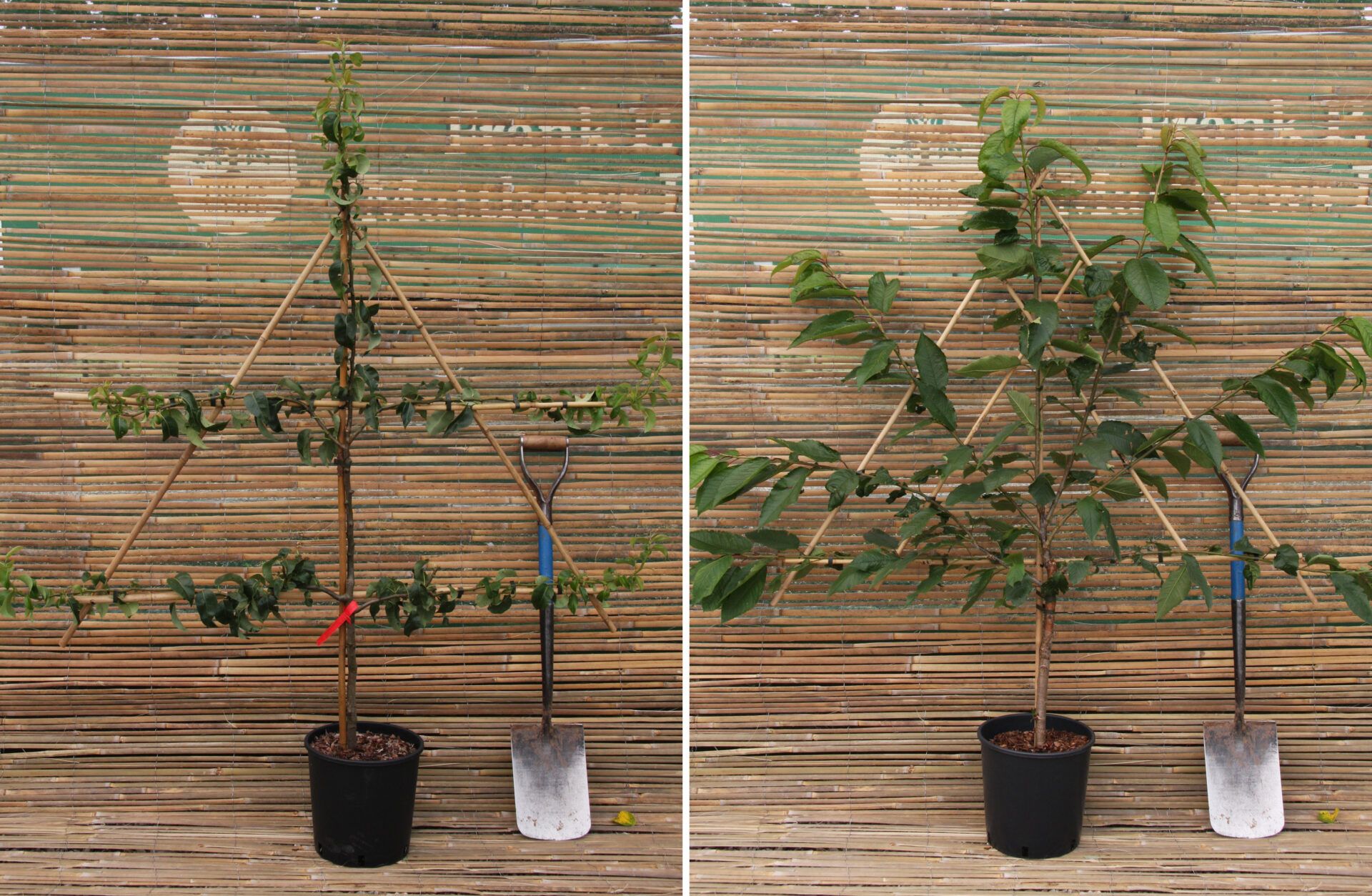 12L Espalier and Fan Trained