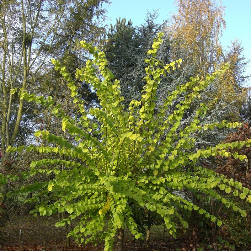 Ulmus glabra 'Lutescens'