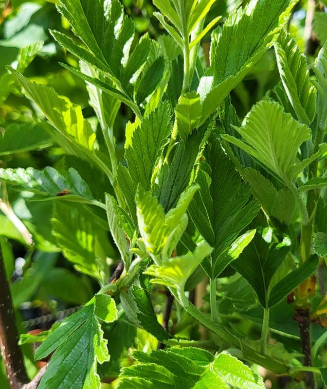 Sorbus arranensis