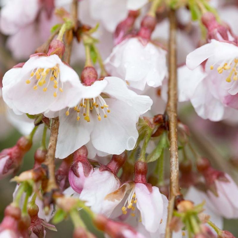 Prunus incisa 'Pendula'