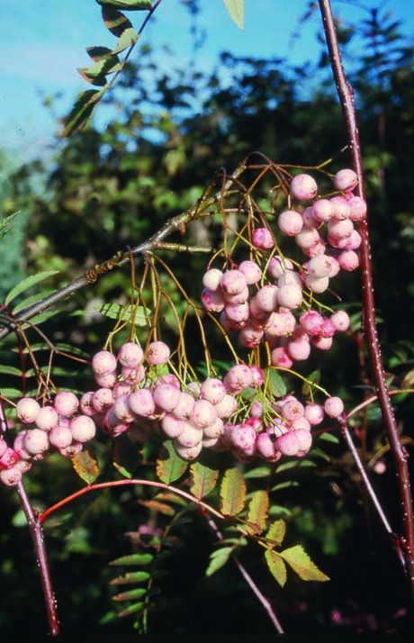 Sorbus rosea 'Rosiness' 1