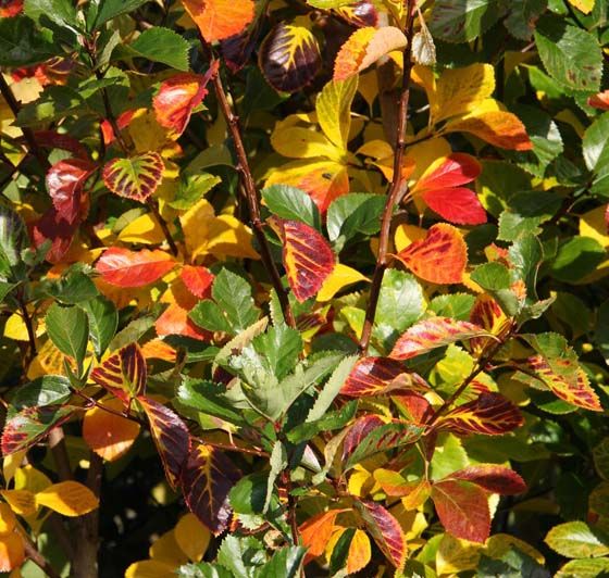 Crataegus persimilis 'Prunifolia Splendens'