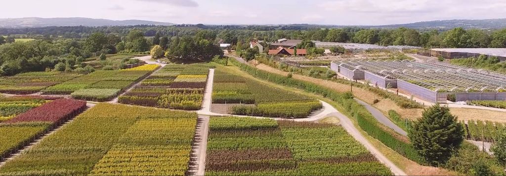 Grown in Britain at Frank P Matthews