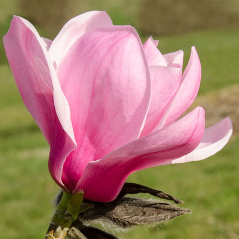 Magnolia 'Susannah Van Veen'