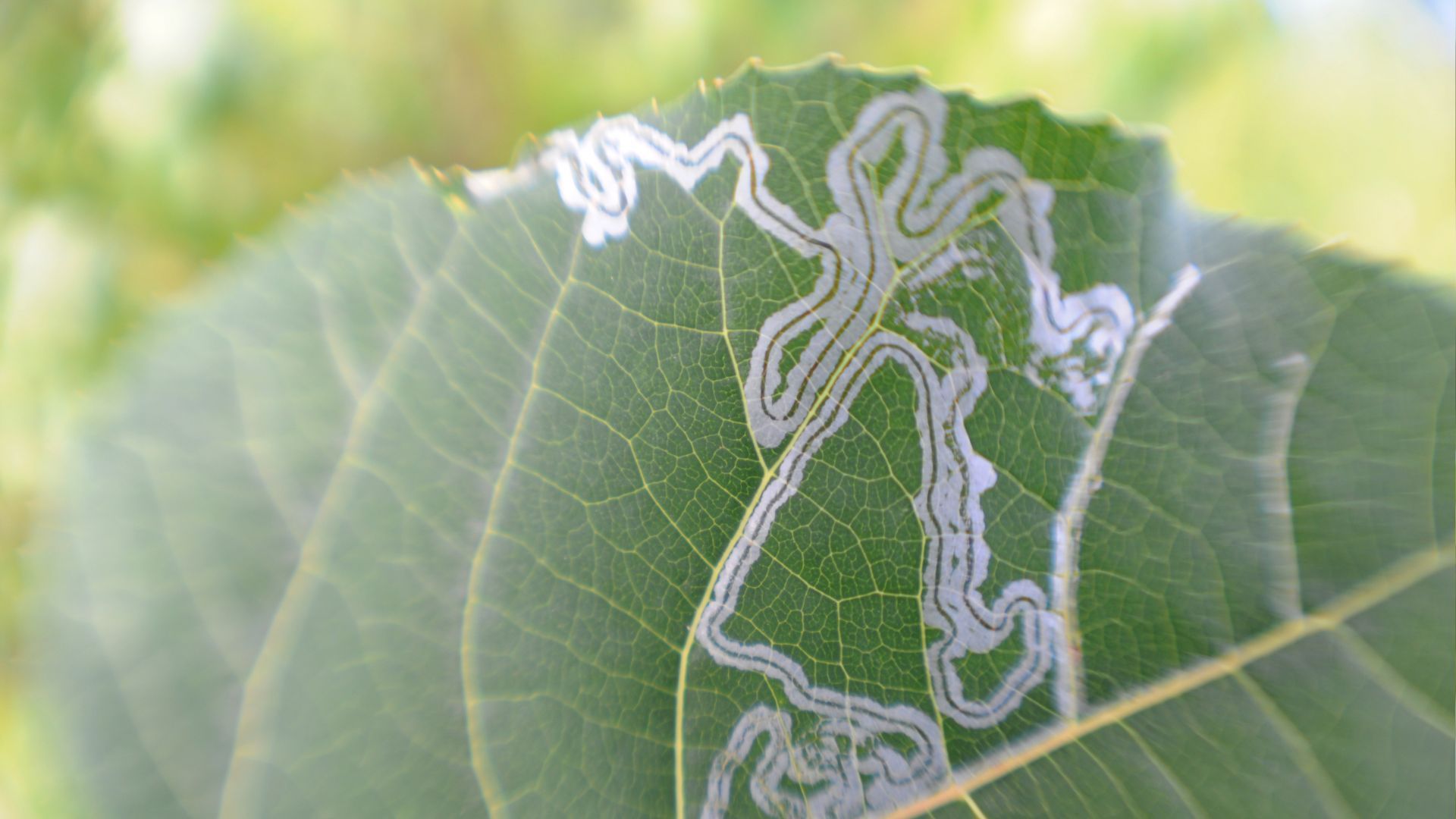 leaf miner