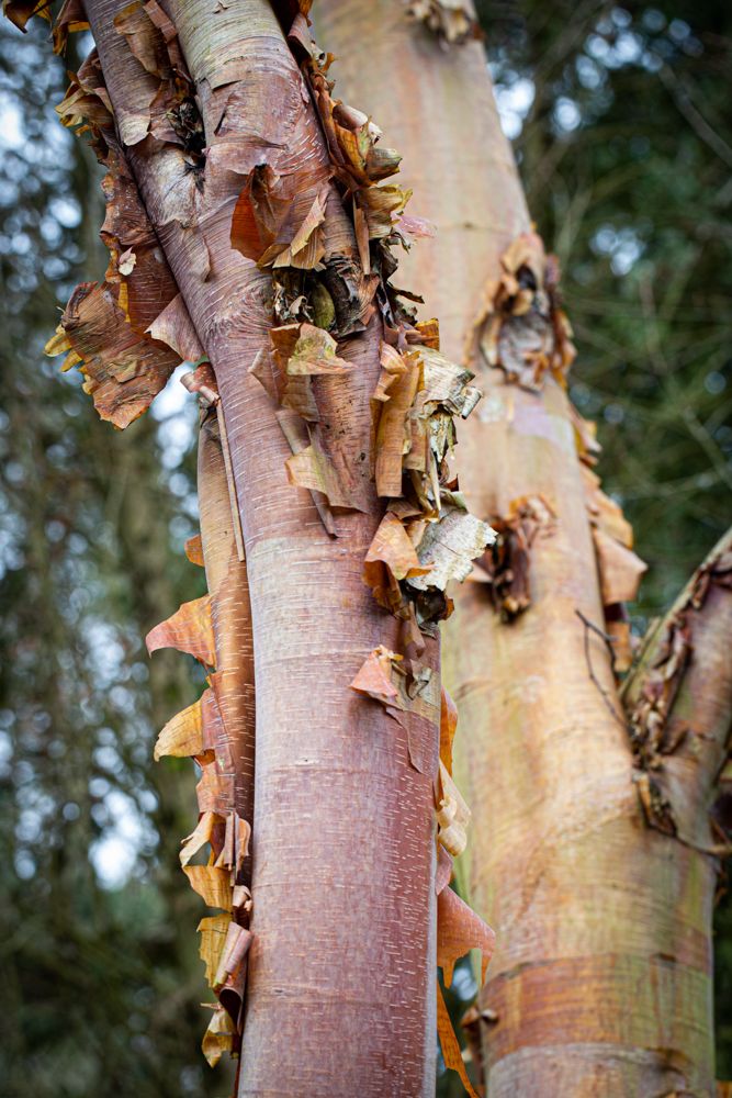 Birch Tree