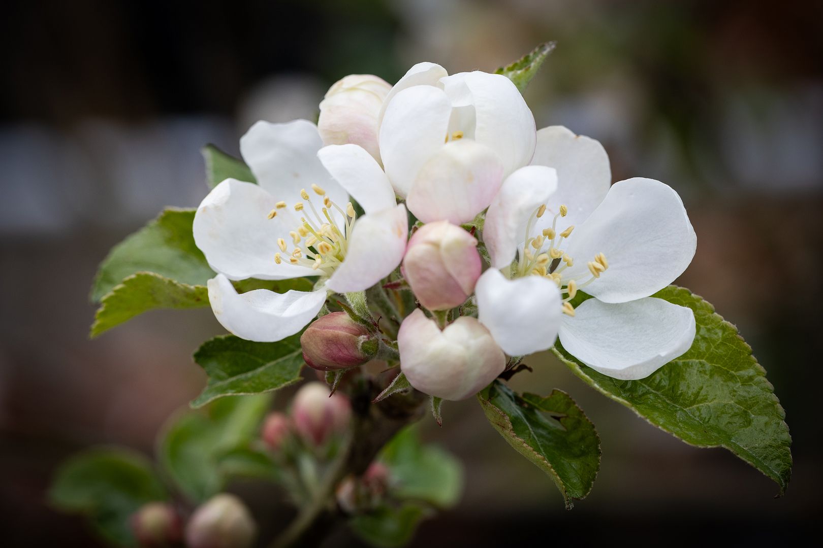 Apple Bardsey Blossom