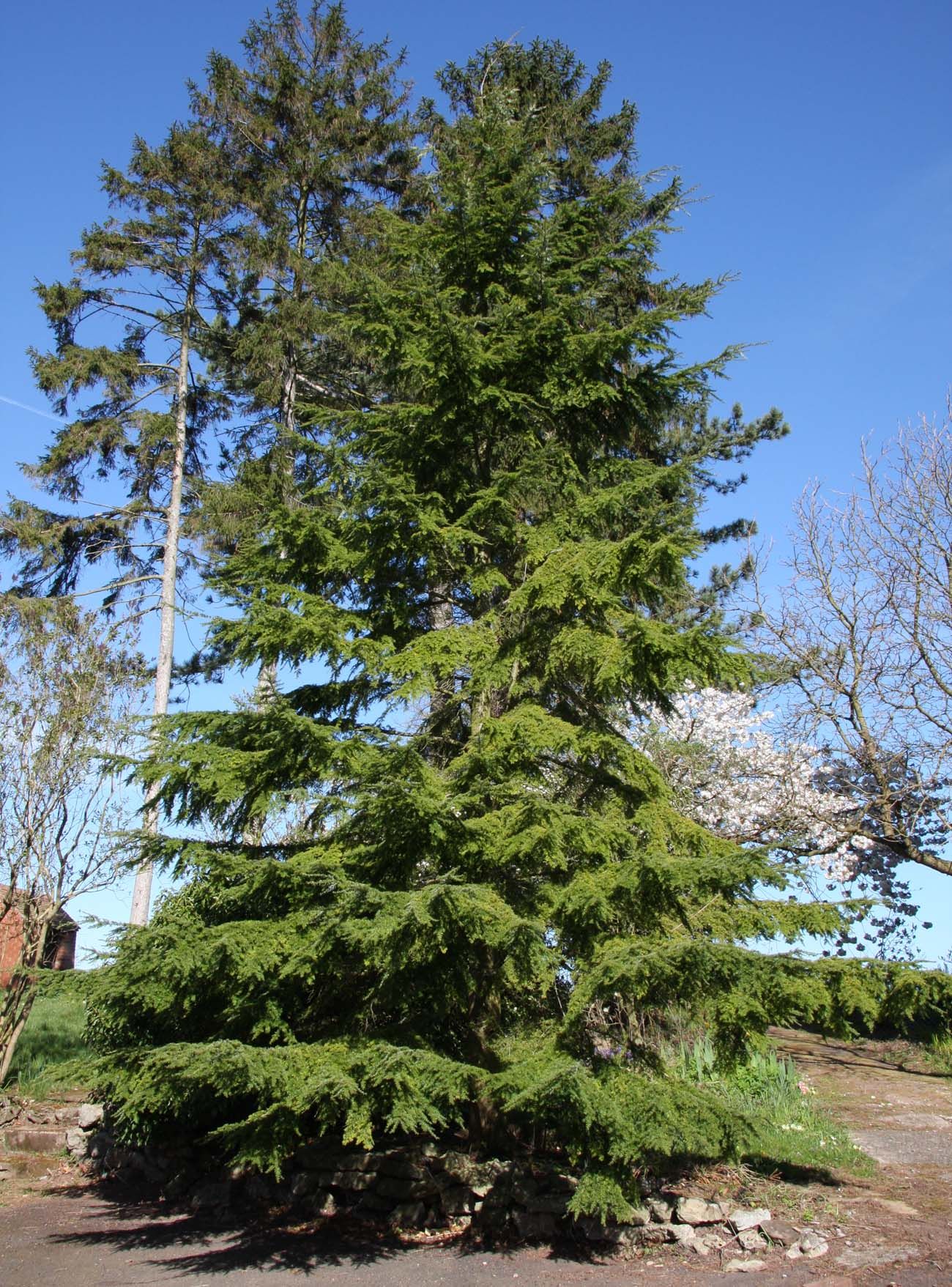 Thuja plicata 'Atrovirens' | Frank P Matthews
