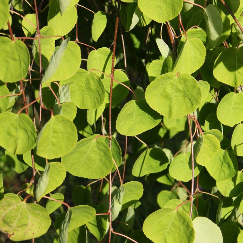 Cercidiphyllum japonicum 'Pendulum'