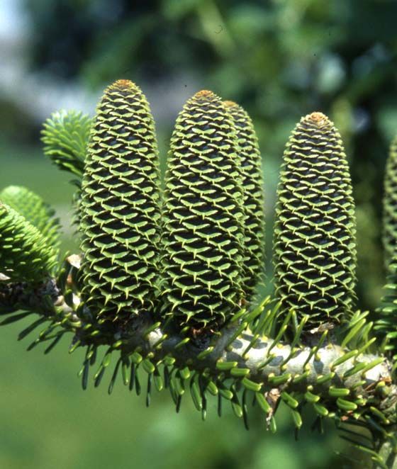 Abies koreana